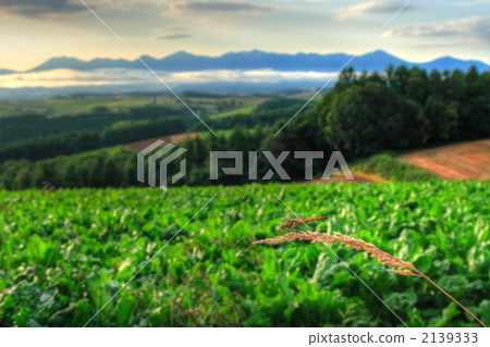Dragonfly and Tokachi dake peak Dragonfly and Tokachi dake peak 2139333