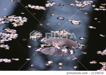 漂浮在水錶面上的櫻花瓣 2139638