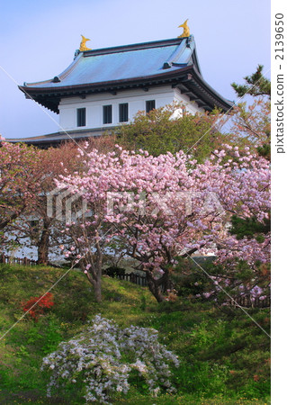 春天松前城堡01 2139650