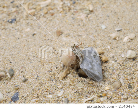 海洋動物 寄居蟹 外殼 2140454