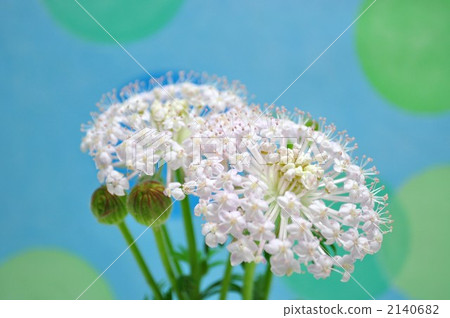 種族花 種族花 2140682