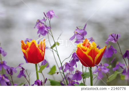 orychophragmus violaceus, radish flowers, tulipa 2140776