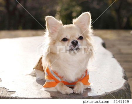 Chihuahua sitting Chihuahua sitting 2141139