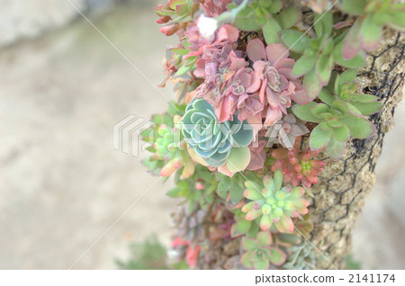 Succulent plant tree 2141174