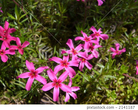 Shibazakura of grandmother's garden 2141187