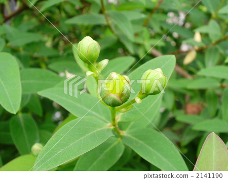 Buds of the quincebird 2141190