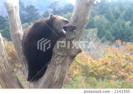 Brown bear Brown bear 2141305