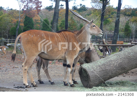 eland, family of ruminant mammals, striped pattern 2141308