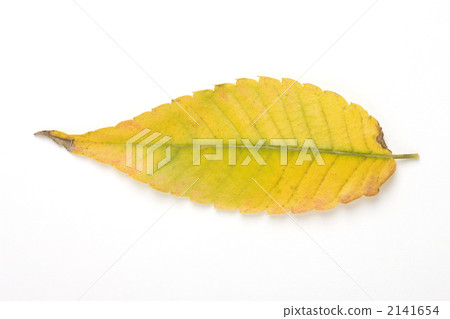 黃色葉子離開Zelkova 2141654