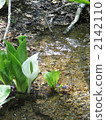 Skunk cabbage from Okususobana Nature Park 2142110