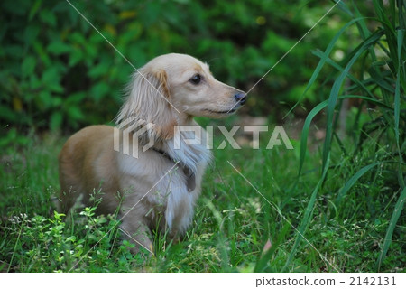 daks, dacks, pet 2142131