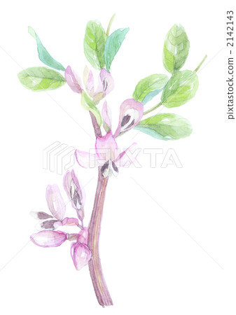 大豆花 插圖素材 圖庫