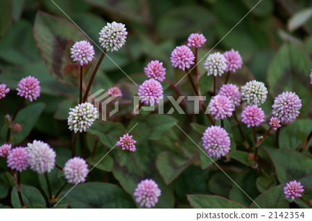Winter noodles (buckwheat noodles) 2142354