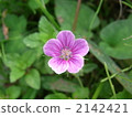 Geranium thunbergii 2142421