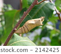 Ageha's pupa 2142425