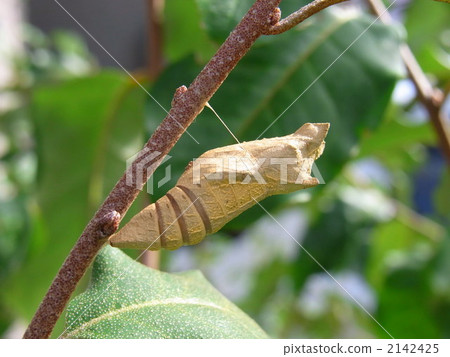 Ageha's pupa 2142425