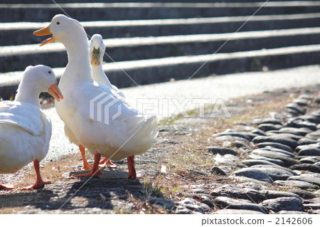 Playing duck Playing duck 2142606