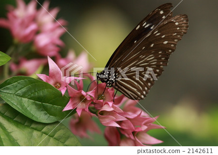 女牙籤蛾 2142611