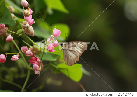Female of taiwan white-tailed butterfly Female of taiwan white-tailed butterfly 2142745