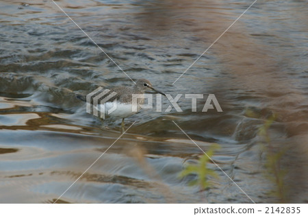 common sandpiper, bird, birds 2142835