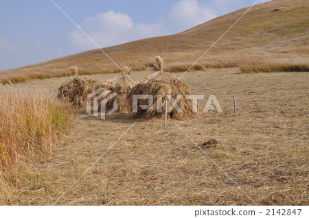 Kozumi在秋天的草原 2142847