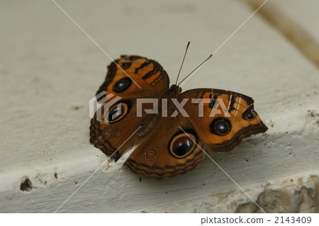 Tatehamodoki 2143409