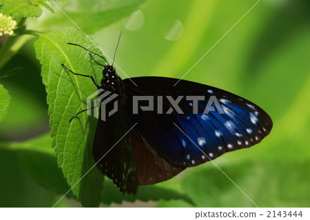 男性musarinus madara男性 2143444