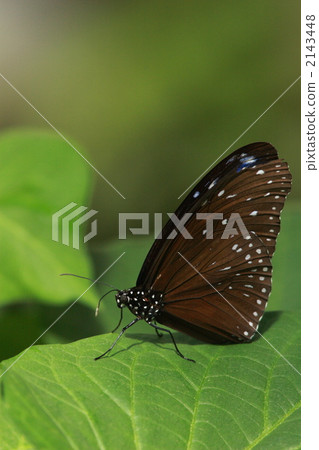 男性musarinus madara男性 2143448