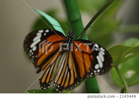 Suejigoro Kabamadara 2143449