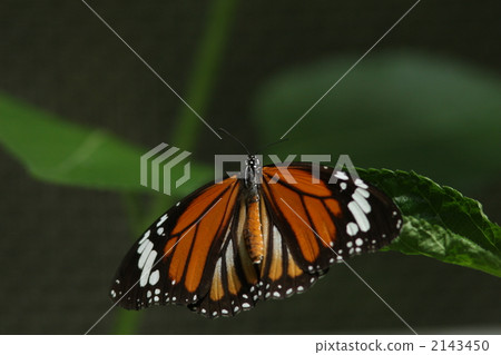 Suejigoro Kabamadara 2143450