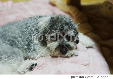 miniature schneider mix, dog, dogs 2143538