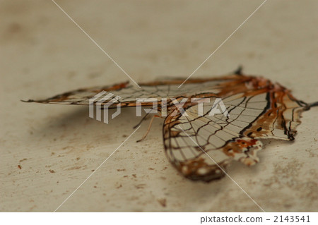 A butterfly A butterfly 2143541