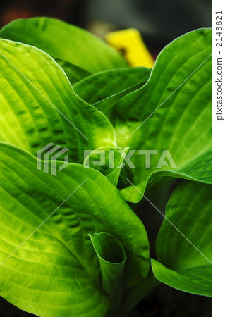 Hosta 2143821