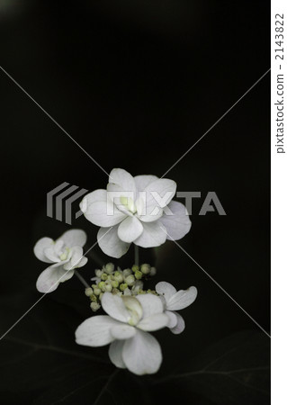 Yamah hydrangea 2143822