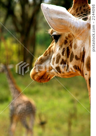 African wildlife giraffe African wildlife giraffe 2144098