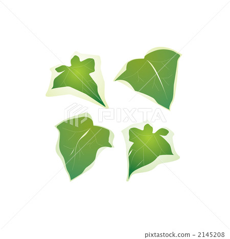 Ivy's leaf illustration Ivy's leaf illustration 2145208
