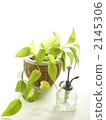 spray, spraying, foliage plant 2145306