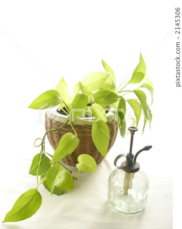spray, spraying, foliage plant 2145306