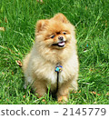 pomeranian, animal, animals 2145779