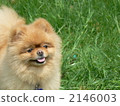 pomeranian, pet, pets 2146003