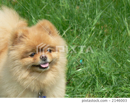 pomeranian, pet, pets 2146003