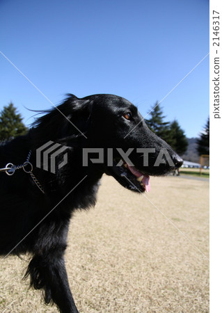 平毛拾獵犬 黑狗 毛小孩 2146317