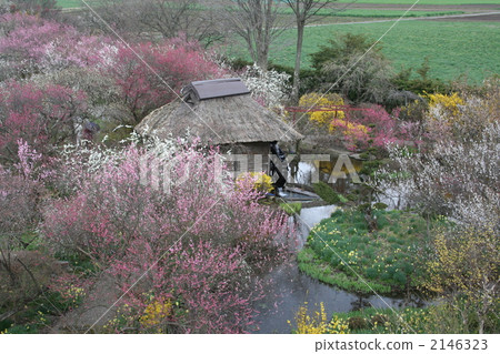Ina梅花園在早春 Ina梅花園在早春 2146323