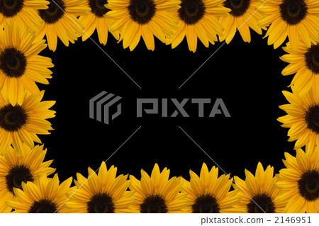 向日葵的框架 2146951