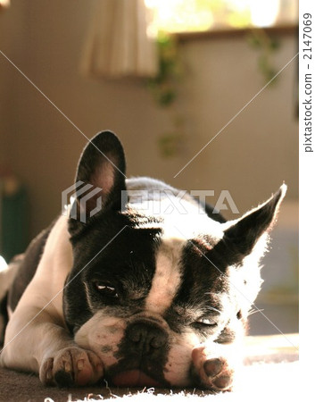 Pet dog bingo 2147069