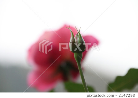 bud, rose, roses 2147298
