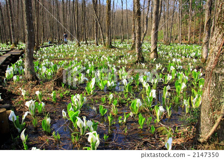 Suiden marshy water basho 2147350