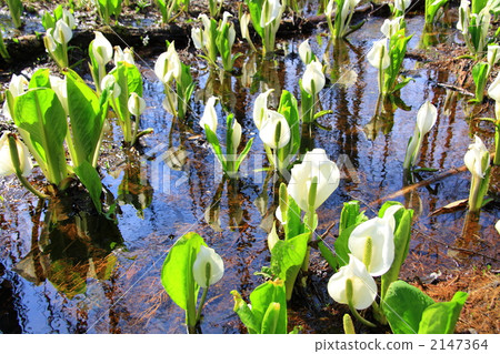 Suiden marshy water basho 2147364