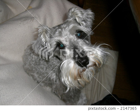 Miniature Schnauzer Miniature Schnauzer 2147365