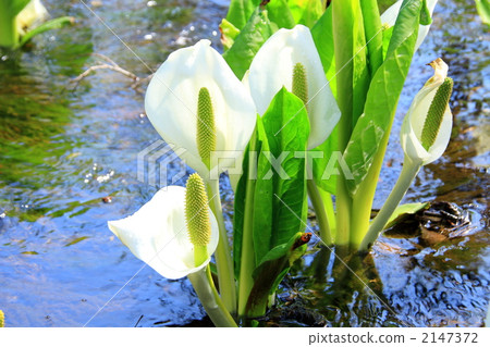 Suiden marshy water basho 2147372